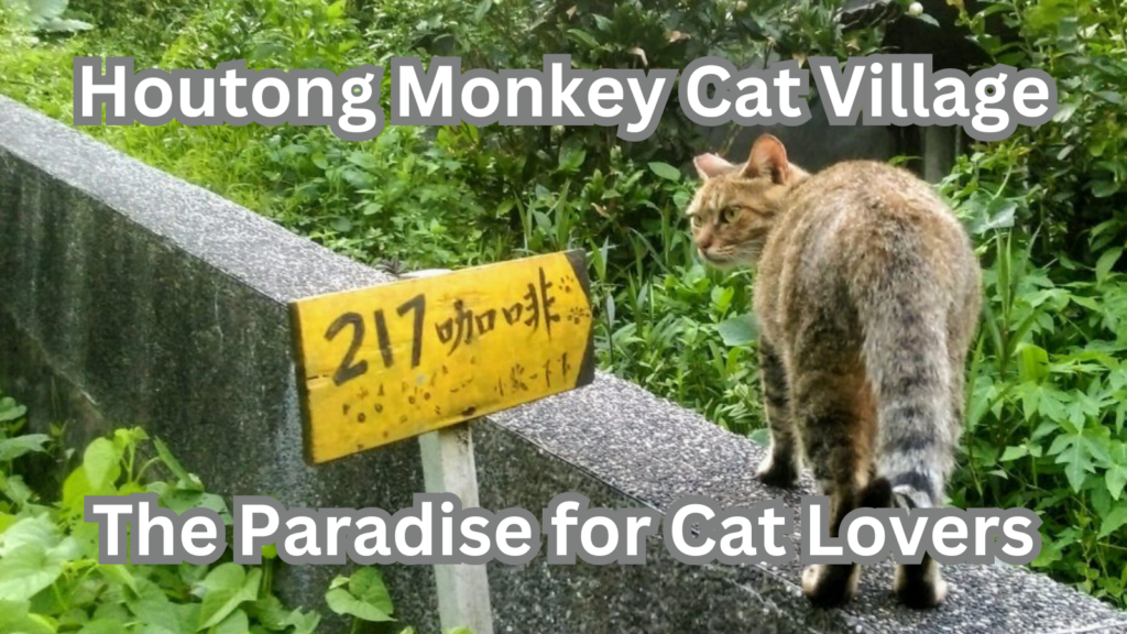 Houtong Monkey Cat Village The Paradise for Cat Lovers