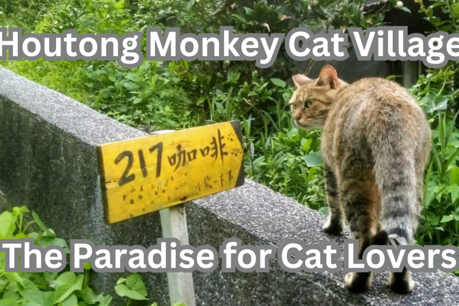 Houtong Monkey Cat Village The Paradise for Cat Lovers